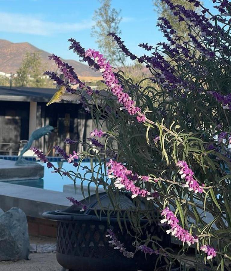 Finca Cazosa Villa Valle de Guadalupe Ngoại thất bức ảnh